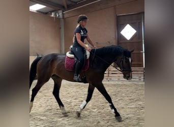 Niemiecki koń sportowy, Wałach, 6 lat, 176 cm, Gniada