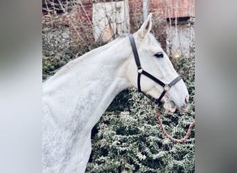 Niemiecki koń sportowy, Wałach, 7 lat, 166 cm, Siwa