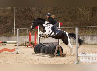 Niemiecki koń sportowy, Wałach, 7 lat, 167 cm, Srokata