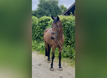 Niemiecki koń sportowy, Wałach, 7 lat, 168 cm, Gniada