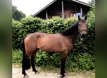 Niemiecki koń sportowy, Wałach, 7 lat, 168 cm, Gniada