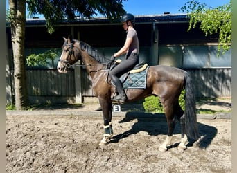 Niemiecki koń sportowy, Wałach, 7 lat, 168 cm, Gniada