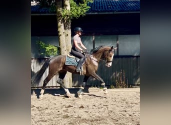 Niemiecki koń sportowy, Wałach, 7 lat, 168 cm, Gniada