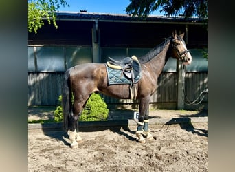 Niemiecki koń sportowy, Wałach, 7 lat, 168 cm, Gniada