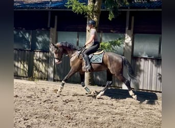 Niemiecki koń sportowy, Wałach, 7 lat, 168 cm, Gniada