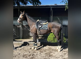 Niemiecki koń sportowy, Wałach, 7 lat, 168 cm, Gniada
