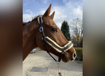 Niemiecki koń sportowy, Wałach, 7 lat, 168 cm, Kasztanowata