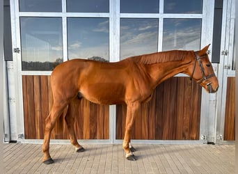 Niemiecki koń sportowy, Wałach, 7 lat, 168 cm, Kasztanowata
