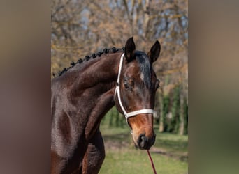 Niemiecki koń sportowy, Wałach, 7 lat, 170 cm, Gniada