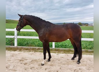 Niemiecki koń sportowy, Wałach, 7 lat, 171 cm, Ciemnogniada
