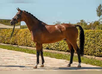 Niemiecki koń sportowy, Wałach, 7 lat, 172 cm, Gniada