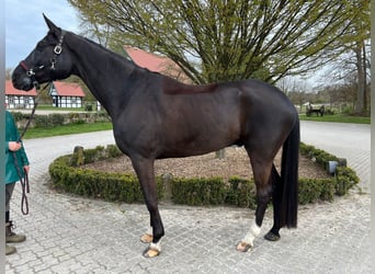 Niemiecki koń sportowy, Wałach, 7 lat, 172 cm, Kara