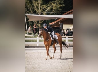 Niemiecki koń sportowy, Wałach, 7 lat, 172 cm, Kasztanowata