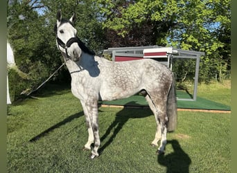 Niemiecki koń sportowy, Wałach, 7 lat, 173 cm, Siwa
