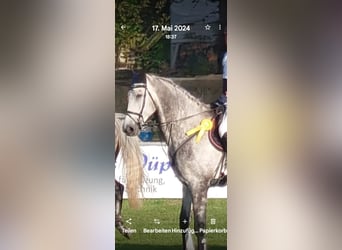 Niemiecki koń sportowy, Wałach, 7 lat, 174 cm, Siwa