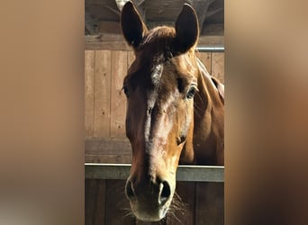 Niemiecki koń sportowy, Wałach, 7 lat, 175 cm, Ciemnokasztanowata
