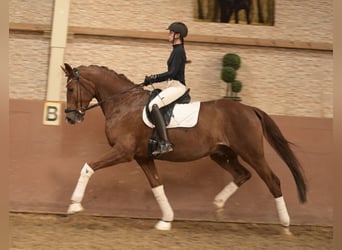 Niemiecki koń sportowy, Wałach, 7 lat, 176 cm, Ciemnokasztanowata