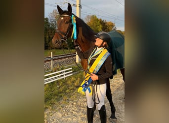 Niemiecki koń sportowy, Wałach, 7 lat, 178 cm, Gniada