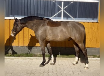 Niemiecki koń sportowy, Wałach, 7 lat, 180 cm, Gniada