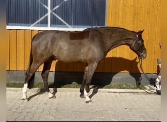 Niemiecki koń sportowy, Wałach, 7 lat, 180 cm, Gniada