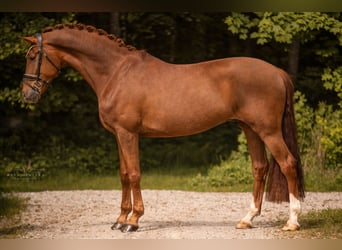Niemiecki koń sportowy, Wałach, 7 lat, 180 cm, Kasztanowata