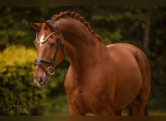 Niemiecki koń sportowy, Wałach, 7 lat, 180 cm, Kasztanowata
