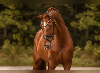 Niemiecki koń sportowy, Wałach, 7 lat, 180 cm, Kasztanowata