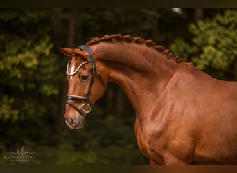 Niemiecki koń sportowy, Wałach, 7 lat, 180 cm, Kasztanowata