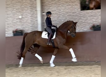 Niemiecki koń sportowy, Wałach, 7 lat, 180 cm, Kasztanowata