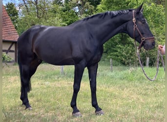 Niemiecki koń sportowy, Wałach, 7 lat, 180 cm, Skarogniada