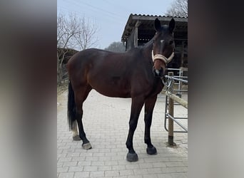 Niemiecki koń sportowy, Wałach, 7 lat, 182 cm, Gniada