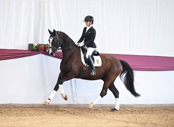 Niemiecki koń sportowy, Wałach, 7 lat, Ciemnogniada