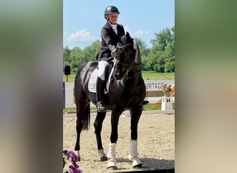 Niemiecki koń sportowy, Wałach, 8 lat, 166 cm, Kara