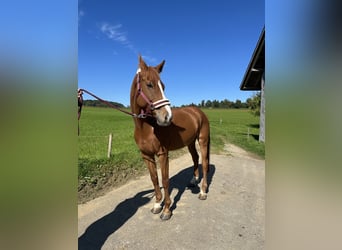 Niemiecki koń sportowy, Wałach, 8 lat, 166 cm, Kasztanowata