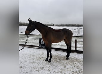 Niemiecki koń sportowy, Wałach, 8 lat, 170 cm, Ciemnogniada