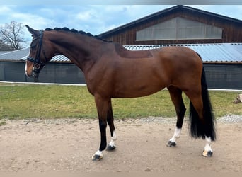 Niemiecki koń sportowy, Wałach, 8 lat, 170 cm, Gniada
