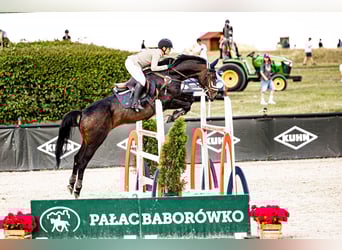 Niemiecki koń sportowy, Wałach, 8 lat, 172 cm, Ciemnogniada