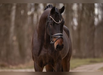 Niemiecki koń sportowy, Wałach, 8 lat, 172 cm, Ciemnogniada