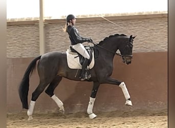 Niemiecki koń sportowy, Wałach, 8 lat, 172 cm, Ciemnogniada