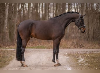 Niemiecki koń sportowy, Wałach, 8 lat, 172 cm, Ciemnogniada