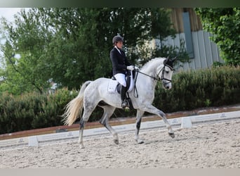 Niemiecki koń sportowy, Wałach, 8 lat, 172 cm, Siwa