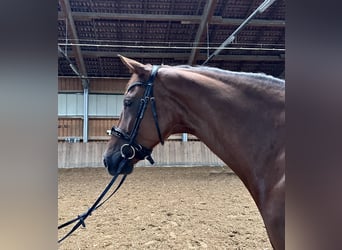 Niemiecki koń sportowy, Wałach, 8 lat, 174 cm, Ciemnokasztanowata