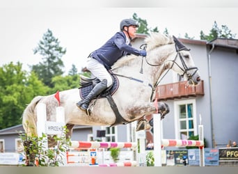 Niemiecki koń sportowy, Wałach, 8 lat, 174 cm, Siwa