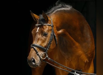 Niemiecki koń sportowy, Wałach, 8 lat, 178 cm, Ciemnogniada