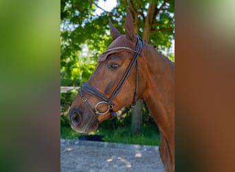 Niemiecki koń sportowy, Wałach, 8 lat, 178 cm, Kasztanowata