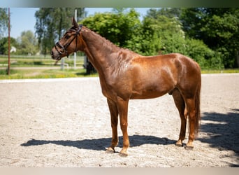 Niemiecki koń sportowy, Wałach, 8 lat, 178 cm, Kasztanowata