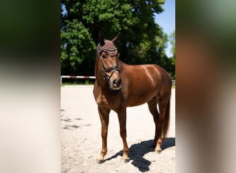 Niemiecki koń sportowy, Wałach, 8 lat, 178 cm, Kasztanowata