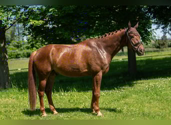 Niemiecki koń sportowy, Wałach, 8 lat, 178 cm, Kasztanowata