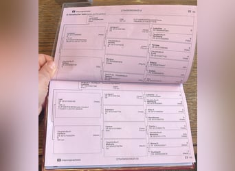 Niemiecki koń sportowy, Wałach, 8 lat, Gniada