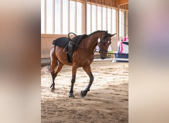 Niemiecki koń sportowy, Wałach, 8 lat, Gniada
